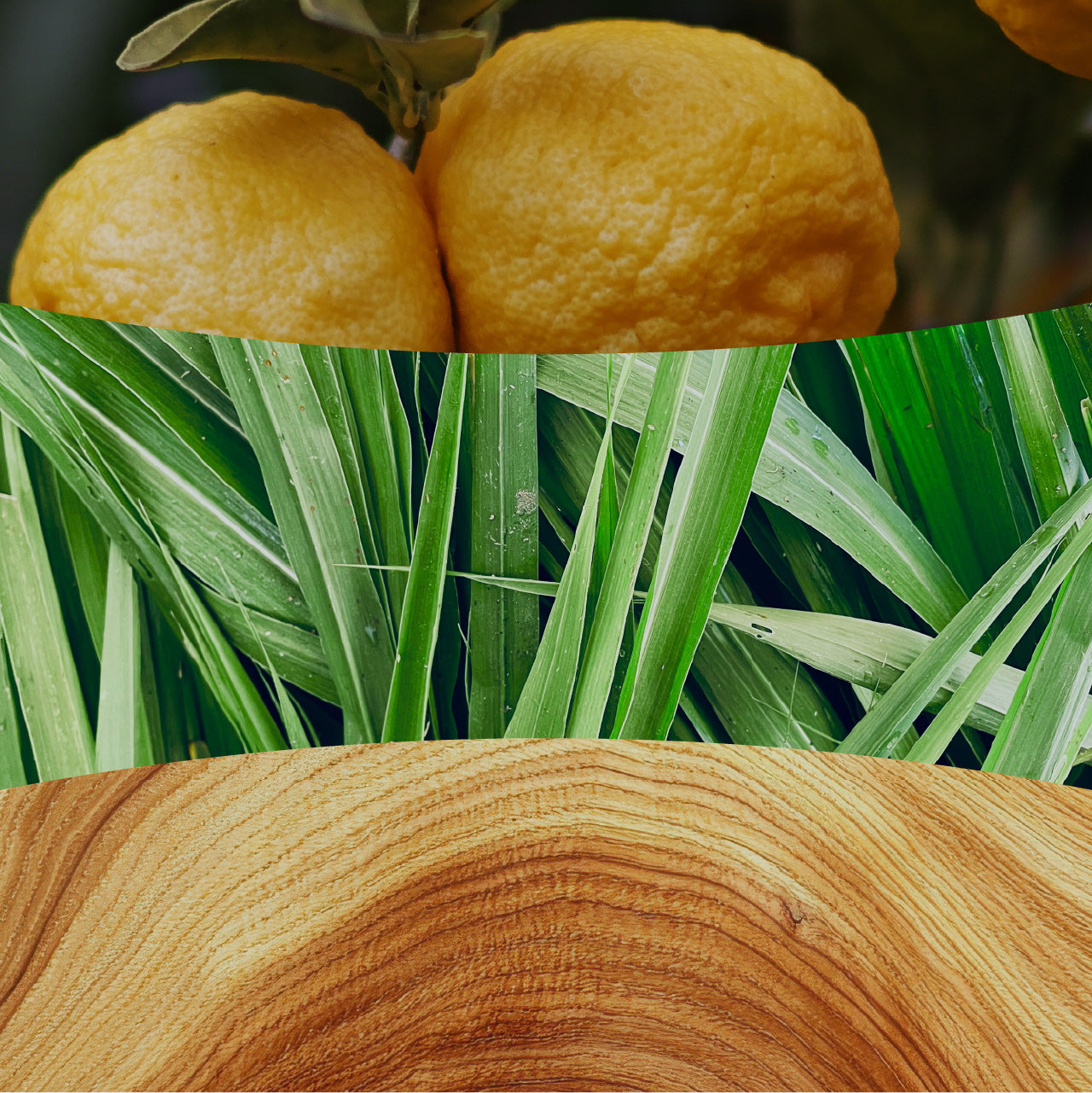Yuzu & Vetiver 275g